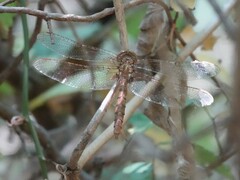 Neurocordulia molesta