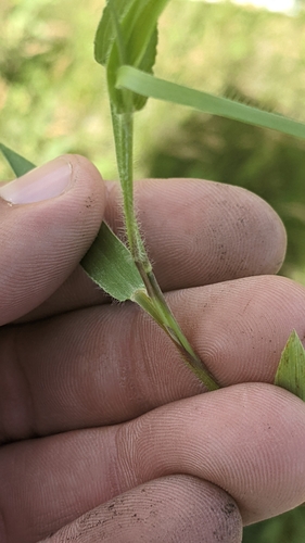 Image of Dichanthelium leibergii by (c) Esben Kjaer, some rights reserved (CC BY)