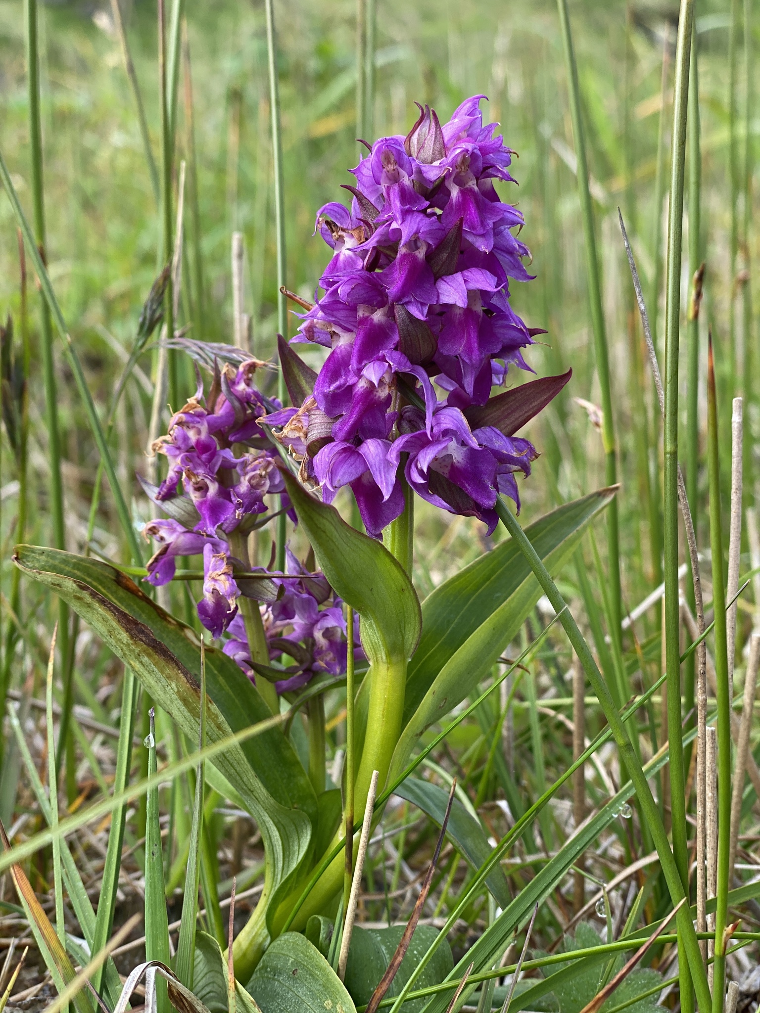 Dactylorhiza aristata