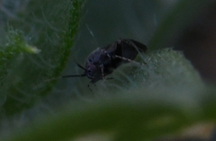 Phylini