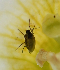 Diptera