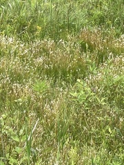 Trichophorum alpinum