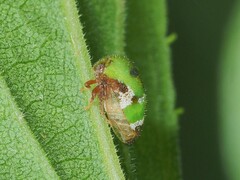 Vanduzea segmentata