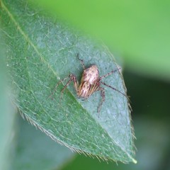 Oxyopes aglossus