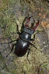 Lucanus cervus