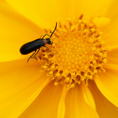 Nemognatha nemorensis