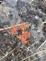 Sedum divergens