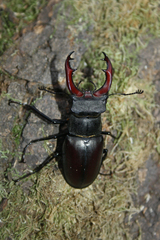 Lucanus cervus