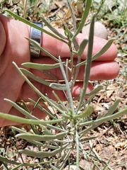 Magnoliopsida