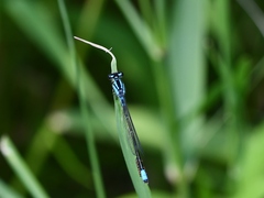 Enallagma geminatum