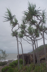 Pandanus cookii