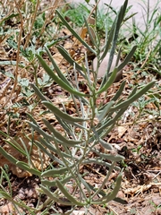 Magnoliopsida