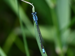 Enallagma geminatum