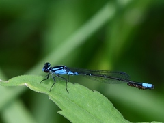 Enallagma geminatum