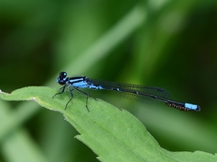 Enallagma geminatum