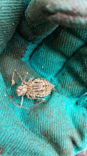 Macromiidae