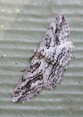 Stenoporpia excelsaria