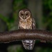 Tamaulipas Mottled Owl - Photo (c) Marco Zozaya, some rights reserved (CC BY-NC), uploaded by Marco Zozaya