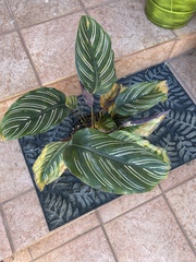 Goeppertia sanderiana