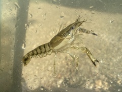 Procambarus ouachitae
