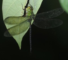 Gynacantha subinterrupta
