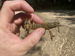 Procambarus ouachitae