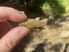 Procambarus ouachitae