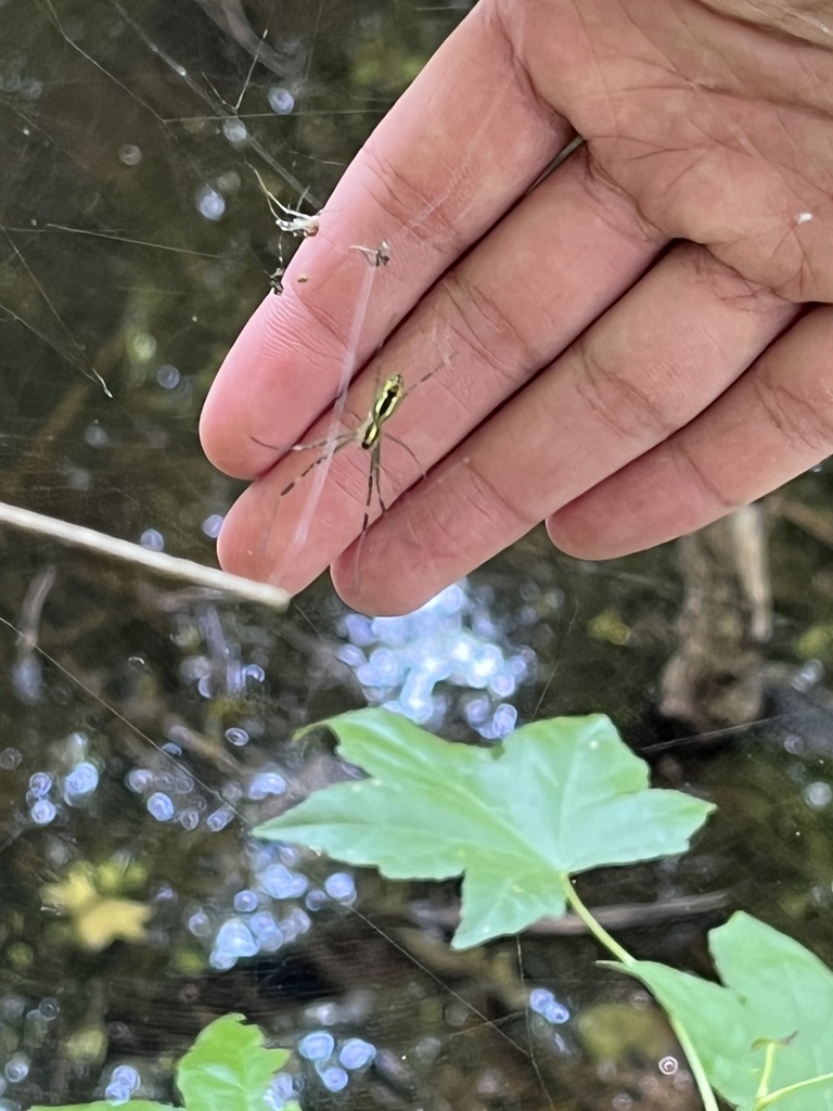 Joro Spider from Mabry Park, Marietta, GA, US on June 30, 2022 at 0412