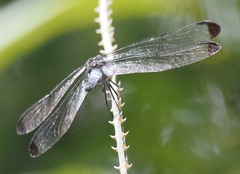 Cratilla lineata