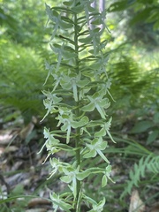 Platanthera orbiculata
