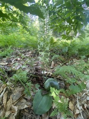 Platanthera orbiculata