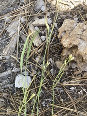 Boechera platysperma