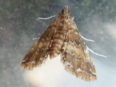 Elophila turbata