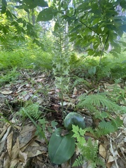 Platanthera orbiculata