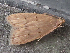 Brachmia modicella
