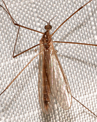 Dicranota