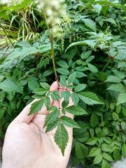Astilbe japonica