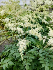 Astilbe japonica