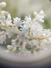 Astilbe japonica