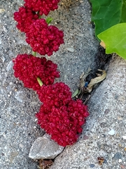 Blitum capitatum capitatum