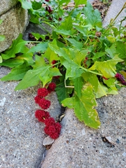 Blitum capitatum capitatum