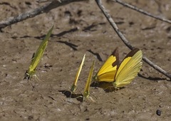 Eurema brigitta