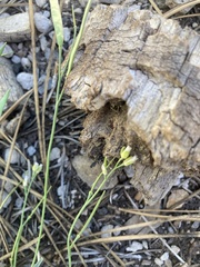 Boechera platysperma