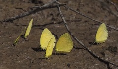 Eurema brigitta