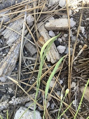 Boechera platysperma