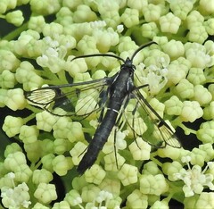 Synanthedon pictipes