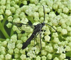 Synanthedon pictipes