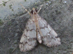Dolicharthria bruguieralis