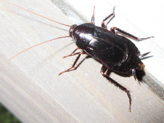 Periplaneta japonica