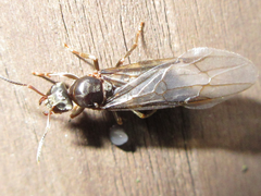 Lasius japonicus